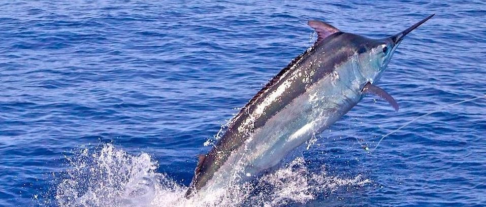 Marlin - Fishing Cairns