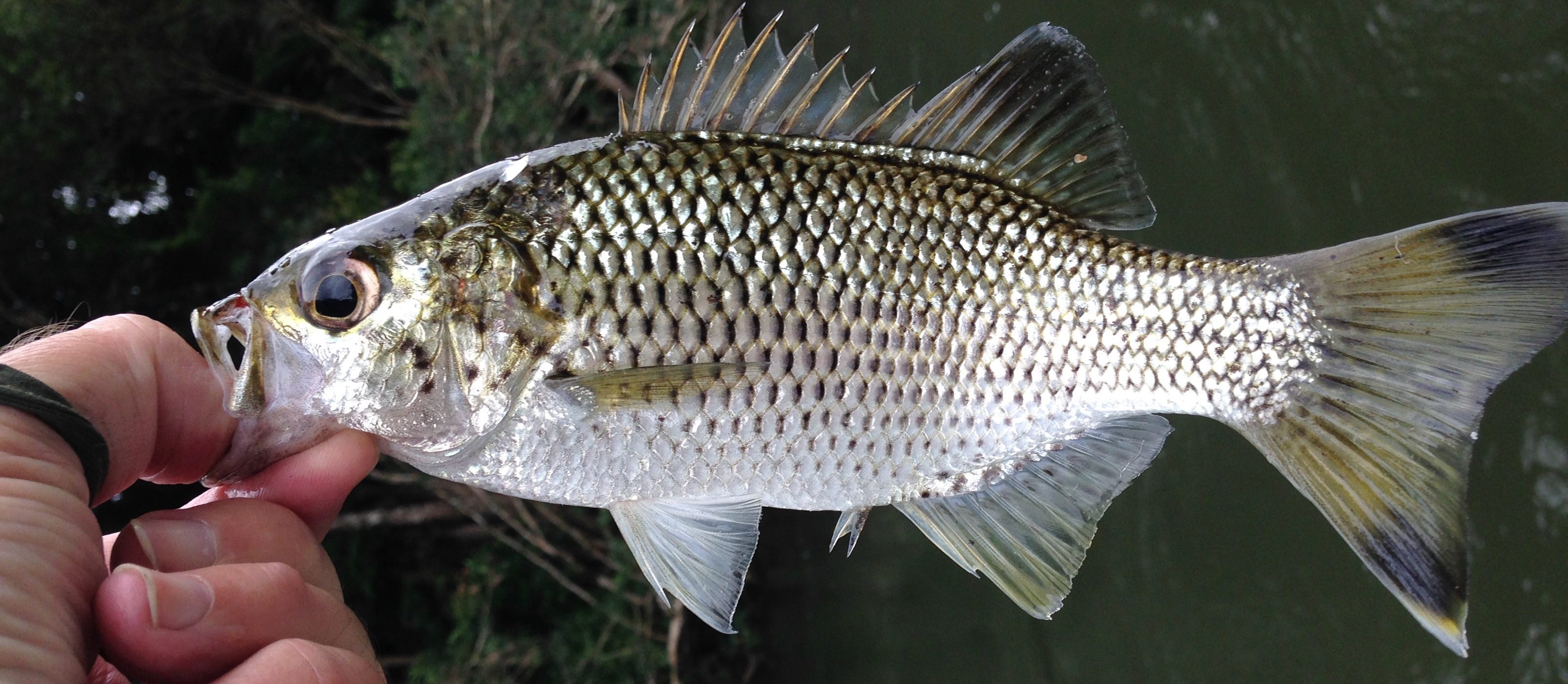 Queensland Fish Species Chart