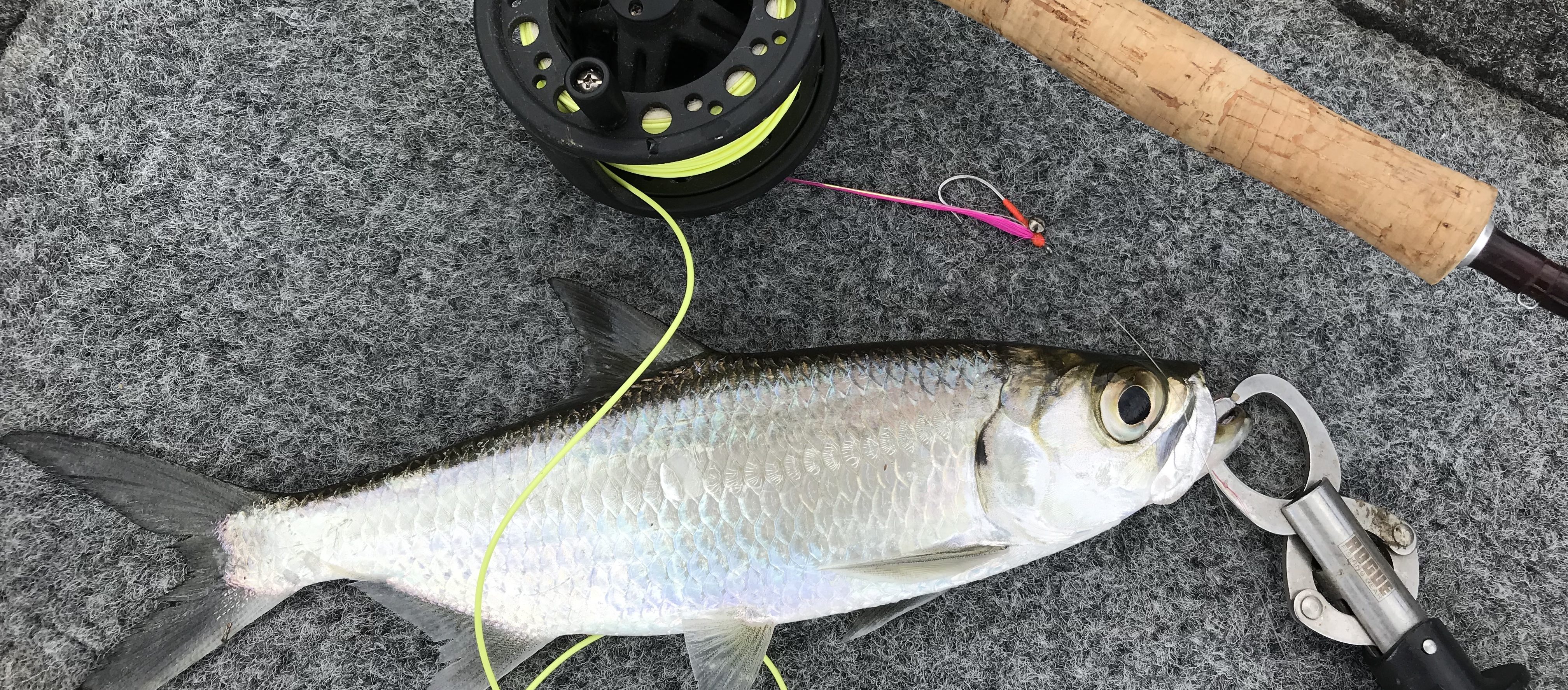 https://www.fishingcairns.com.au/wp-content/uploads/2017/05/IMG_6431-e1508393716861.jpg