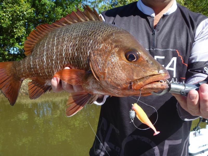 Mangrove Jack, Fishing Cairns Mangrove Jack