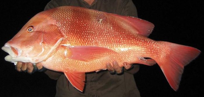 Red Fishing Cairns